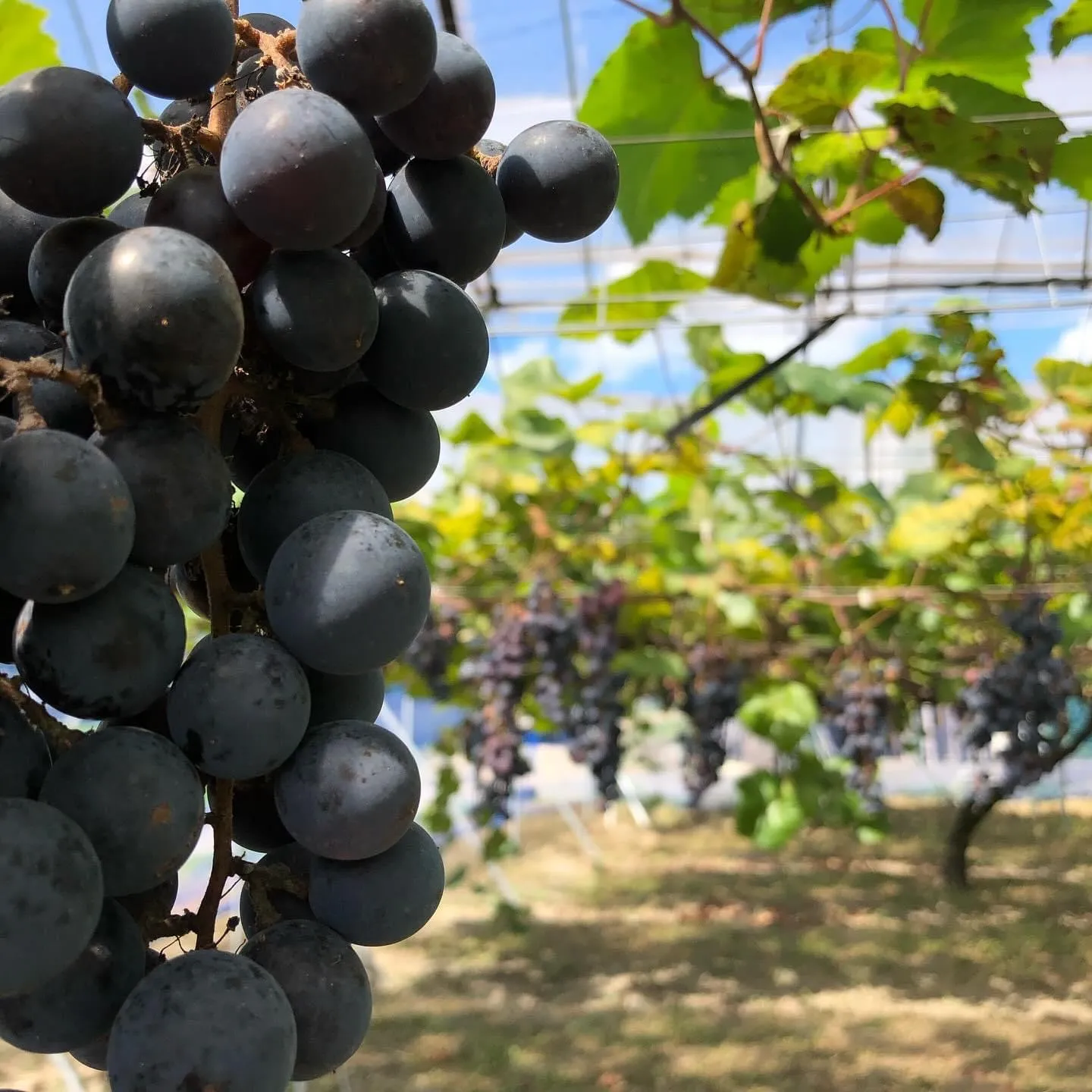 福山わいん工房のぶどう園